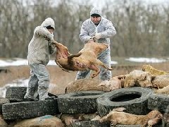網(wǎng)傳“今珠多糖可防治非洲豬瘟”是真是假？